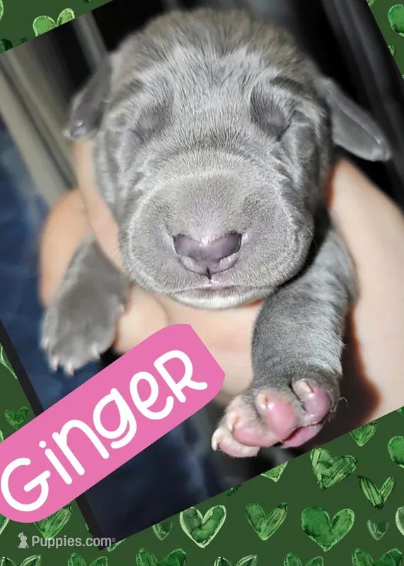 Ginger – Great Dane puppy for sale in Bolivar, NY