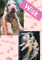 Wisk, a female Great Dane for sale in Bolivar, NY – 1 of 1