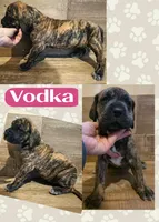 Vodka, a female Great Dane for sale in Bolivar, NY – 1 of 1