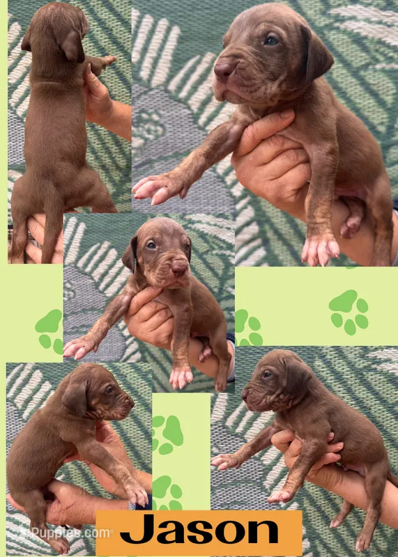 JASON – Great Dane puppy for sale in Bolivar, NY
