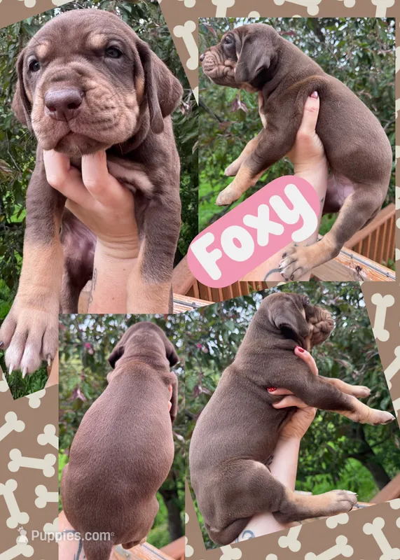 FOXY – Great Dane puppy for sale in Bolivar, NY