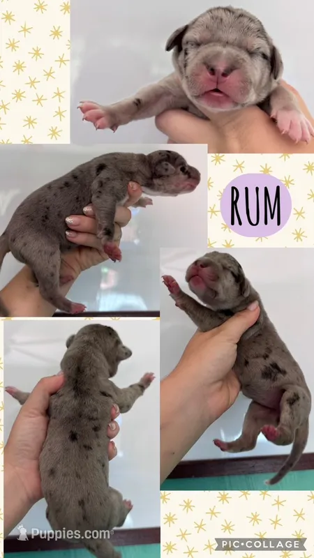Rum – Great Dane puppy for sale in Bolivar, NY