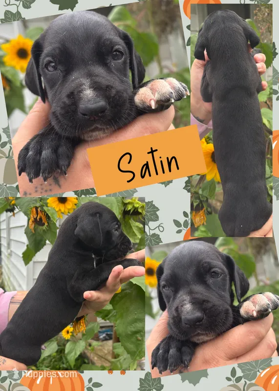 SATIN – Great Dane puppy for sale in Bolivar, NY