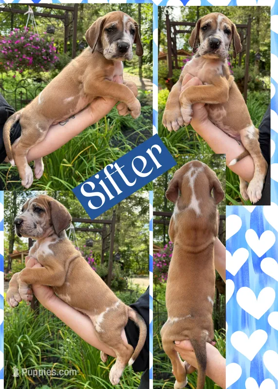 Sifter  – Great Dane puppy for sale in Bolivar, NY