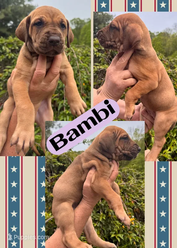 BAMBI – Great Dane puppy for sale in Bolivar, NY