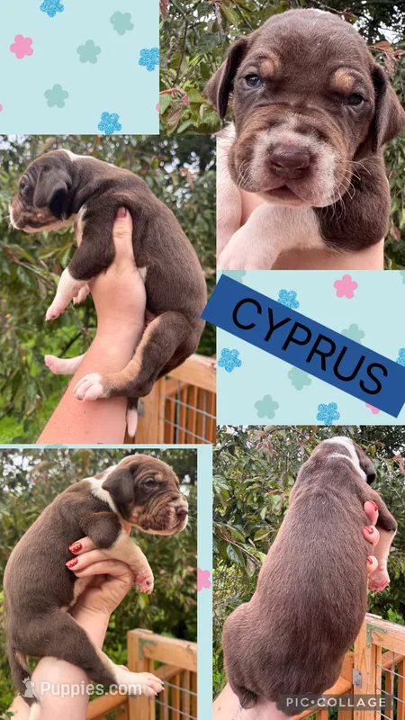 Cyprus – Great Dane puppy for sale in Bolivar, NY