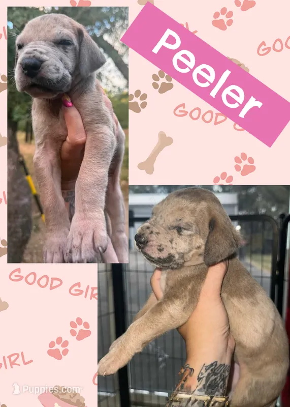 Peeler  – Great Dane puppy for sale in Bolivar, NY