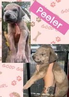 Peeler , a female Great Dane for sale in Bolivar, NY – 1 of 1