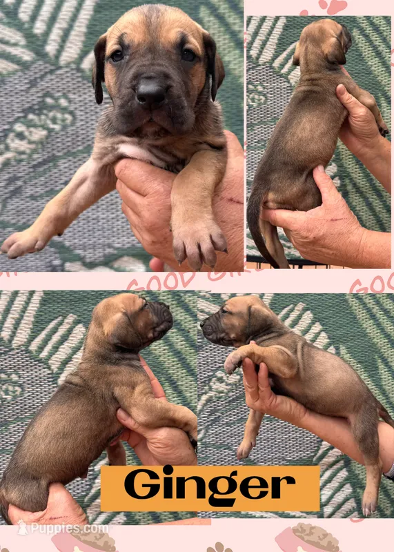 GINGER – Great Dane puppy for sale in Bolivar, NY