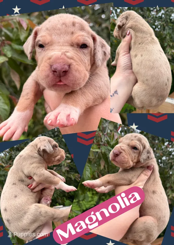 Magnolia – Great Dane puppy for sale in Bolivar, NY