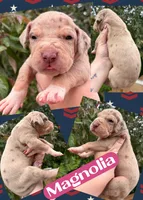 Magnolia, a female Great Dane for sale in Bolivar, NY – 1 of 1