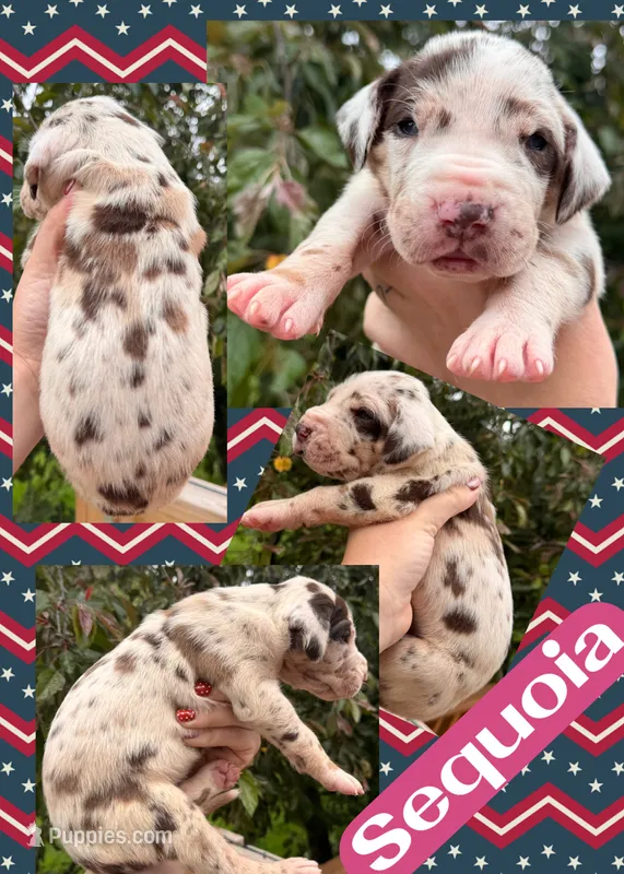 Sequoia, a male Great Dane for sale in Bolivar, NY – 1 of 1