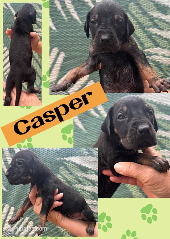 CASPER – Great Dane puppy for sale in Bolivar, NY