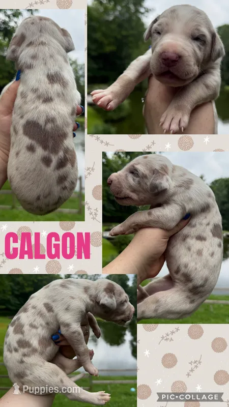 Calgon – Great Dane puppy for sale in Bolivar, NY