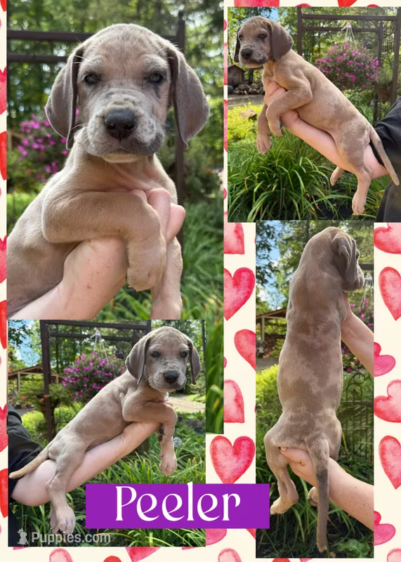Peeler  – Great Dane puppy for sale in Bolivar, NY
