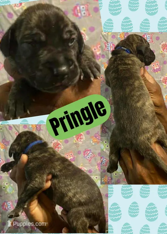 PRINGLE – Great Dane puppy for sale in Bolivar, NY