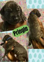 PRINGLE, a male Great Dane for sale in Bolivar, NY – Photo 1 of 2
