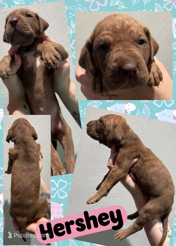 hershey – Great Dane puppy for sale in Bolivar, NY