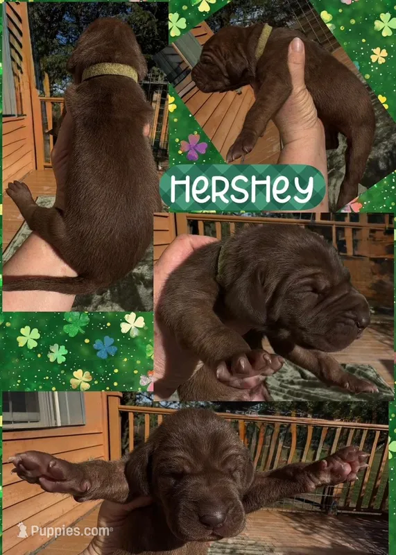hershey – Great Dane puppy for sale in Bolivar, NY