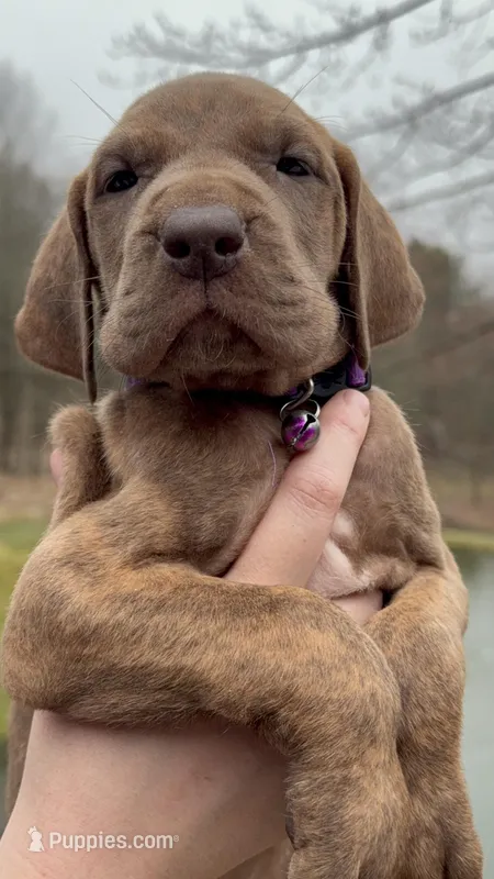 hershey – Great Dane puppy for sale in Bolivar, NY