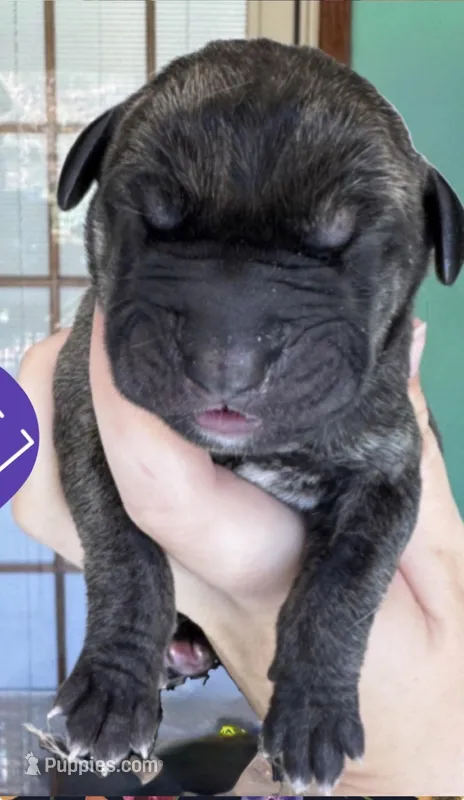 GOOSE – Great Dane puppy for sale in Bolivar, NY