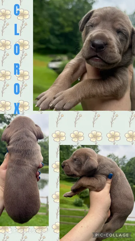 Clorox – Great Dane puppy for sale in Bolivar, NY