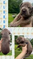Clorox, a male Great Dane for sale in Bolivar, NY – 1 of 1