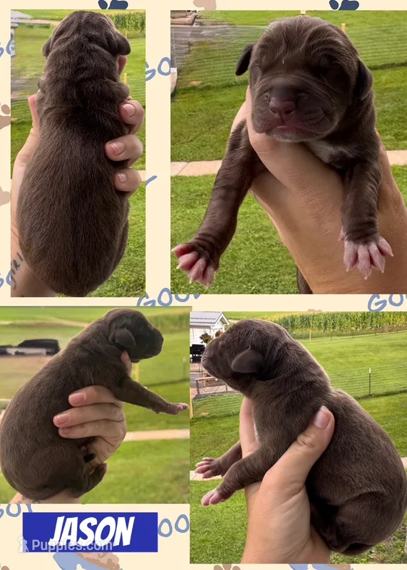 JASON – Great Dane puppy for sale in Bolivar, NY