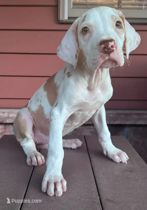 Hazel – Great Dane puppy for sale in Bolivar, NY