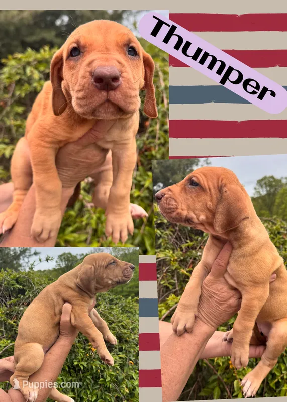 Thunper – Great Dane puppy for sale in Bolivar, NY