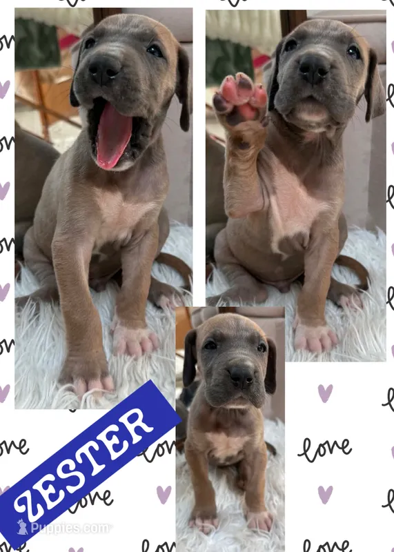 Zester – Great Dane puppy for sale in Bolivar, NY
