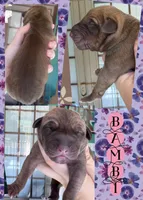 BAMBI, a female Great Dane for sale in Bolivar, NY – Photo 2 of 2