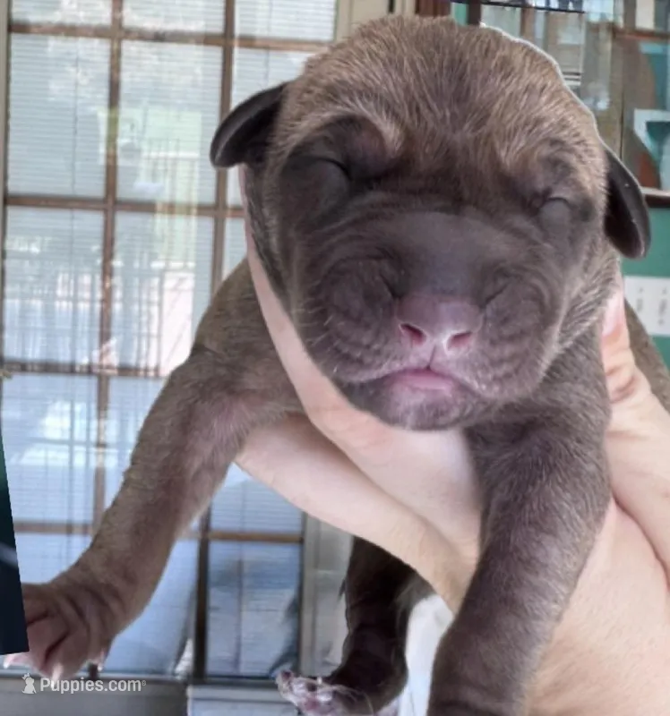 BAMBI – Great Dane puppy for sale in Bolivar, NY