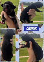CASPER, a male Great Dane for sale in Bolivar, NY – 1 of 1