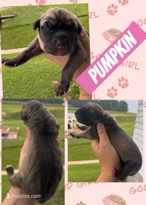 PUMPKIN – Great Dane puppy for sale in Bolivar, NY