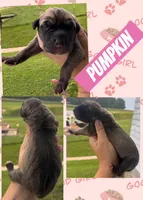 PUMPKIN, a female Great Dane for sale in Bolivar, NY – 1 of 1