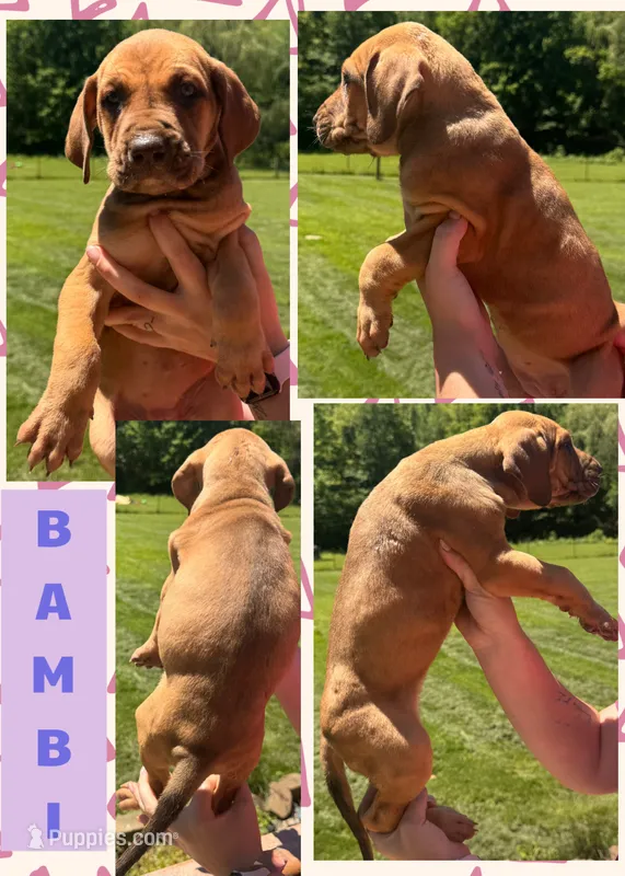 BAMBI – Great Dane puppy for sale in Bolivar, NY