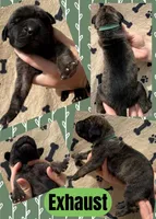 Exhaust, a male Great Dane for sale in Bolivar, NY – Photo 2 of 2