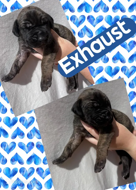 Exhaust – Great Dane puppy for sale in Bolivar, NY