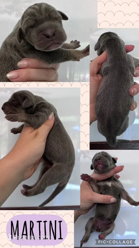 Martini – Great Dane puppy for sale in Bolivar, NY