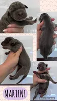 Martini, a female Great Dane for sale in Bolivar, NY – 1 of 1