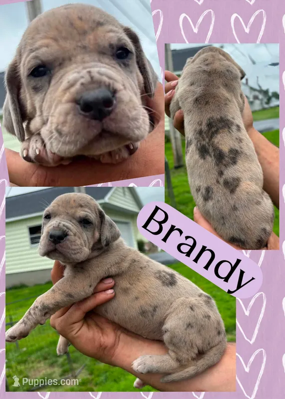 Brandy – Great Dane puppy for sale in Bolivar, NY