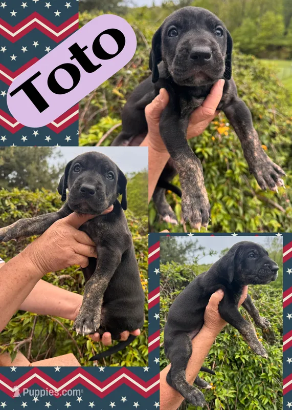 TOTO – Great Dane puppy for sale in Bolivar, NY