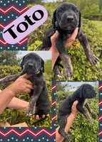 TOTO, a female Great Dane for sale in Bolivar, NY – 2 of 5