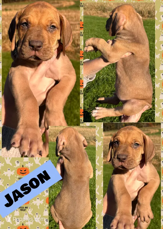JASON – Great Dane puppy for sale in Bolivar, NY