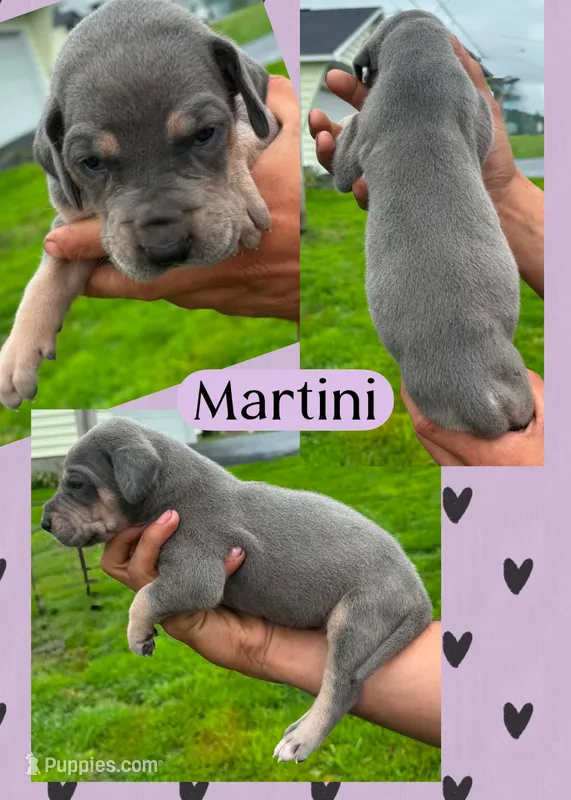 Martini – Great Dane puppy for sale in Bolivar, NY