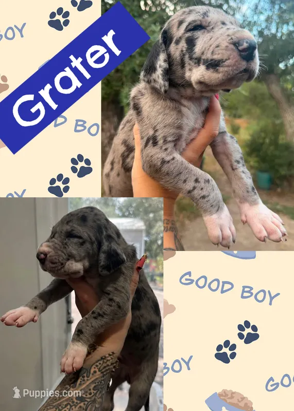 Grater  – Great Dane puppy for sale in Bolivar, NY