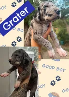 Grater , a male Great Dane for sale in Bolivar, NY – 1 of 1