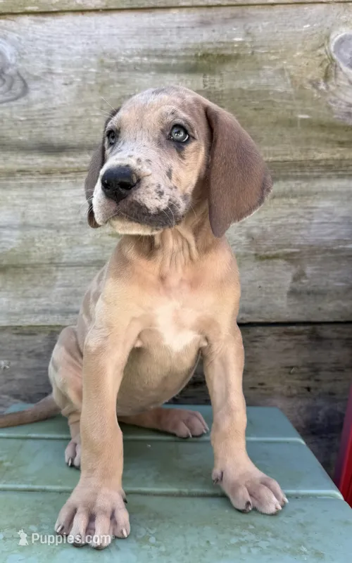 Peeler  – Great Dane puppy for sale in Bolivar, NY