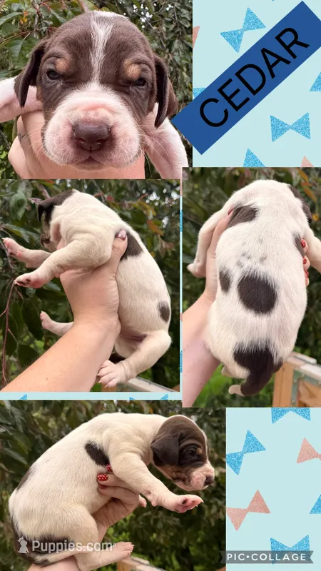 Cedar – Great Dane puppy for sale in Bolivar, NY